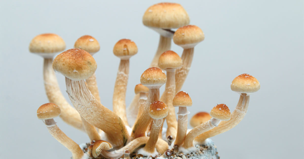 Can psychedelics treat neurologic conditions?