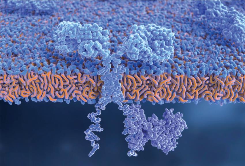 Illustration of a CAR T-cell receptor