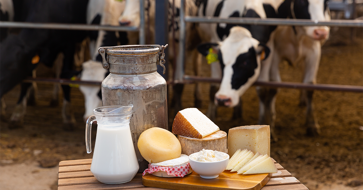 Could cheese help boost brain health?