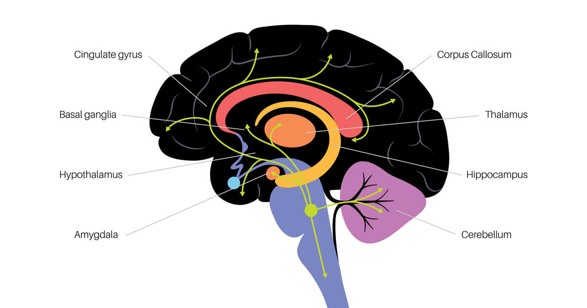 The brain science behind anxiety
